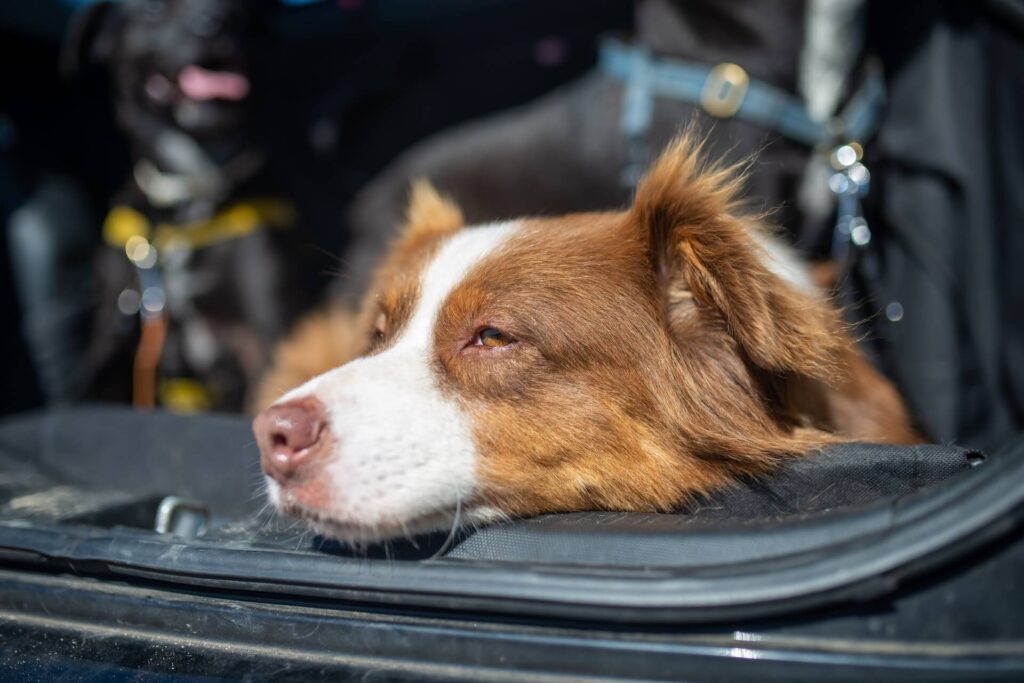 Understanding the rules of service animals and public transportation