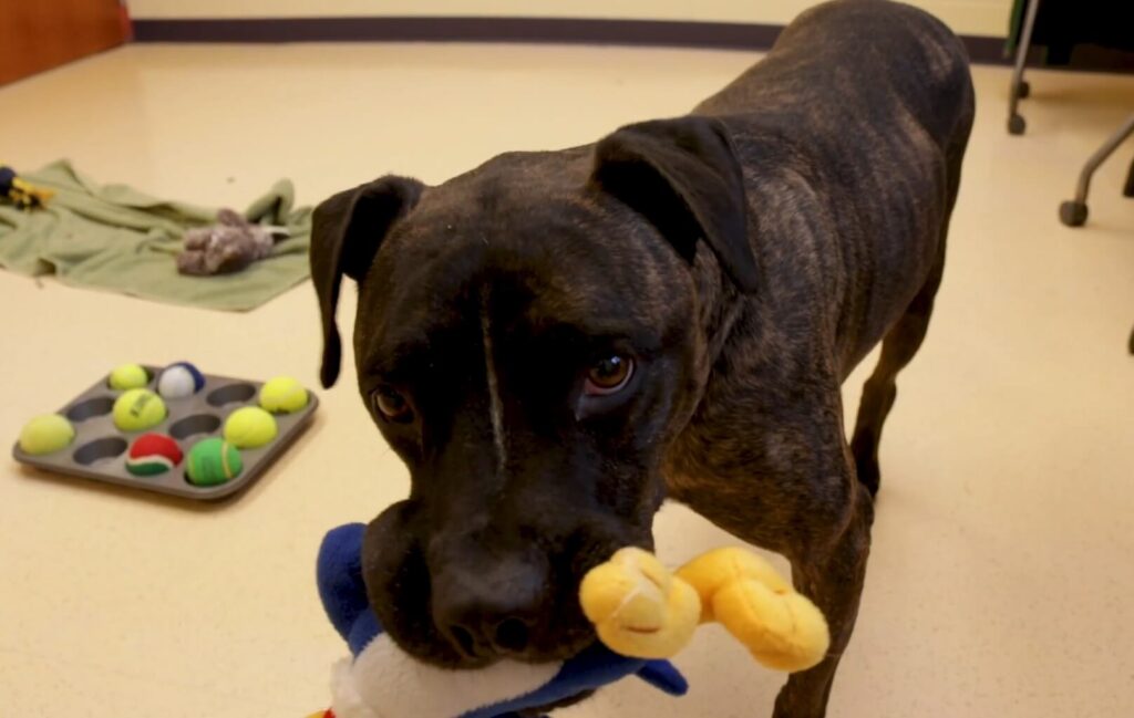 Shelter dog playing with toy