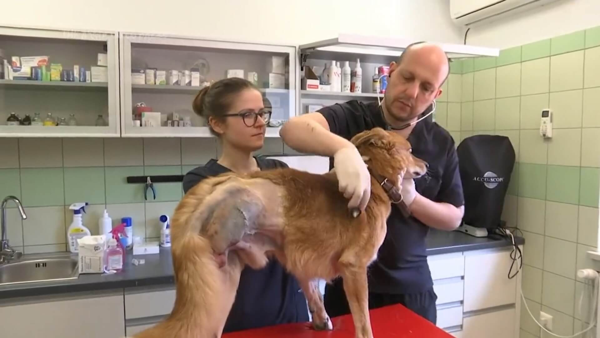 Polish Vets Treating Wounded Pets From Ukraine