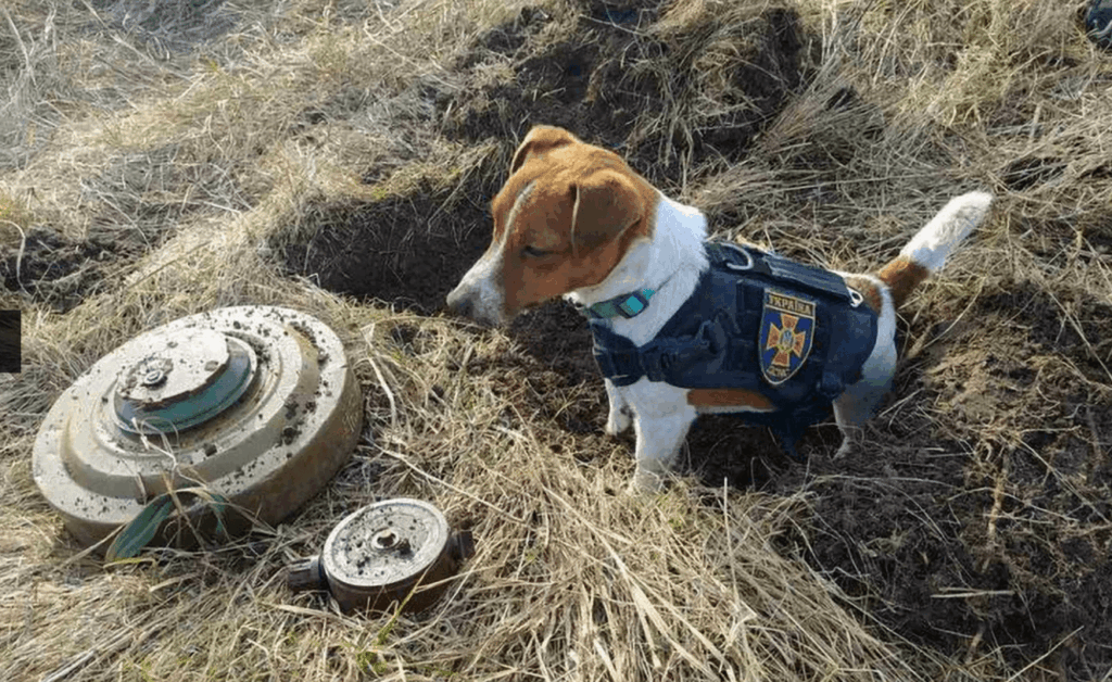 Ukraine Bomb Sniffing Dog Patron