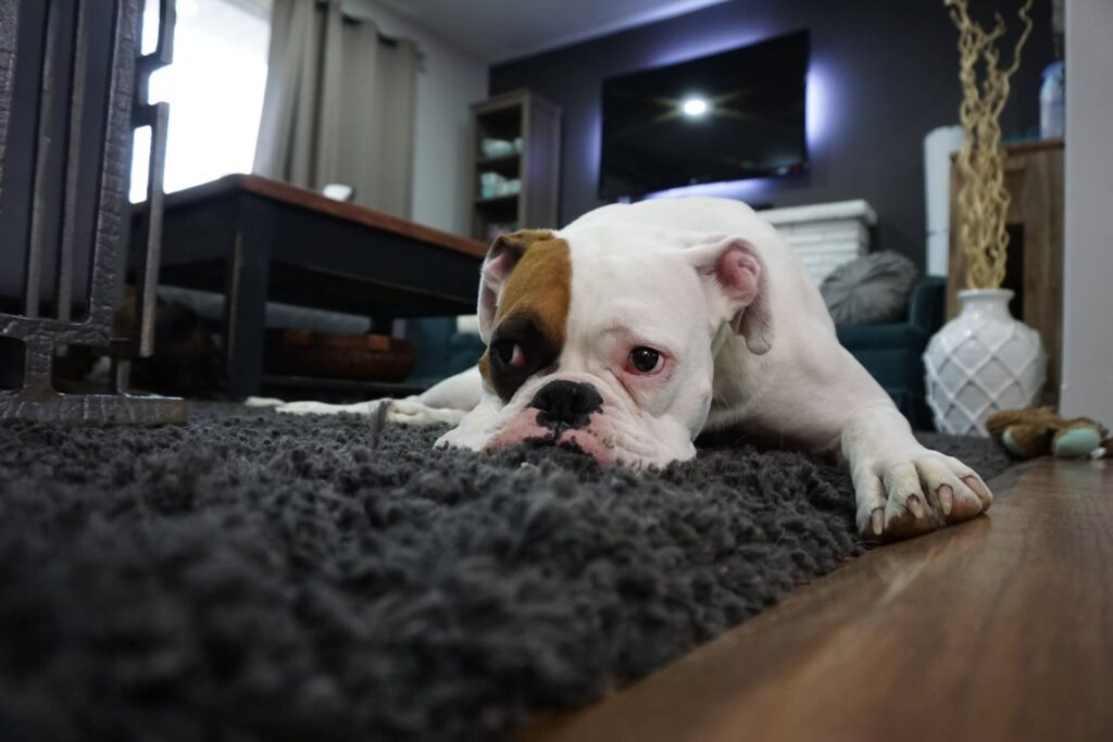 Depressed dog