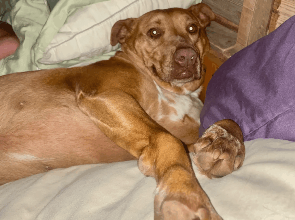 Nala the sneaky dog