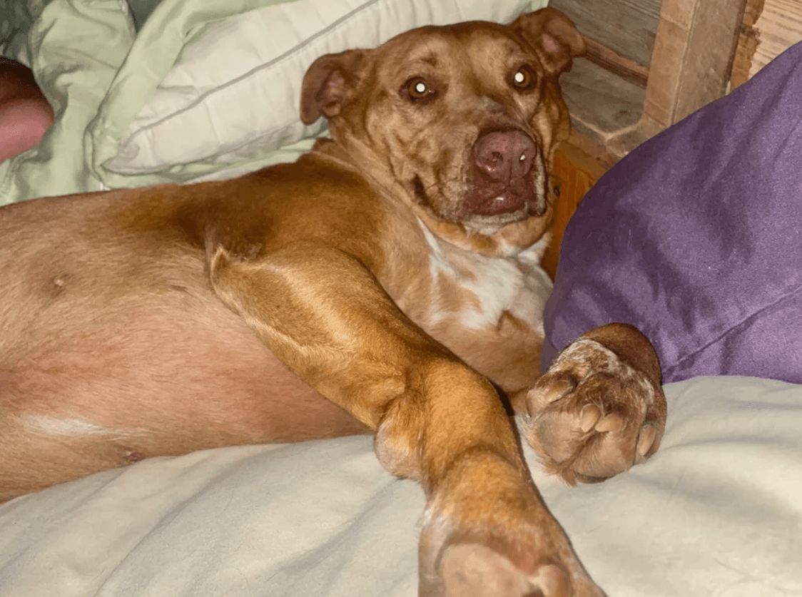 Nala the sneaky dog