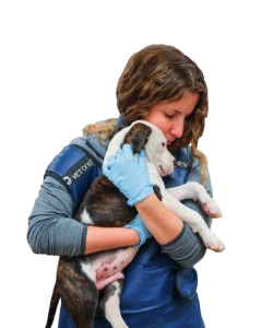 Sheltering and Veterinary Care