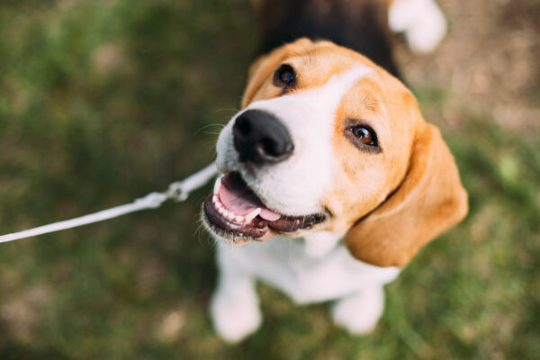 Queenie’s Law - Beagle dog on a leash