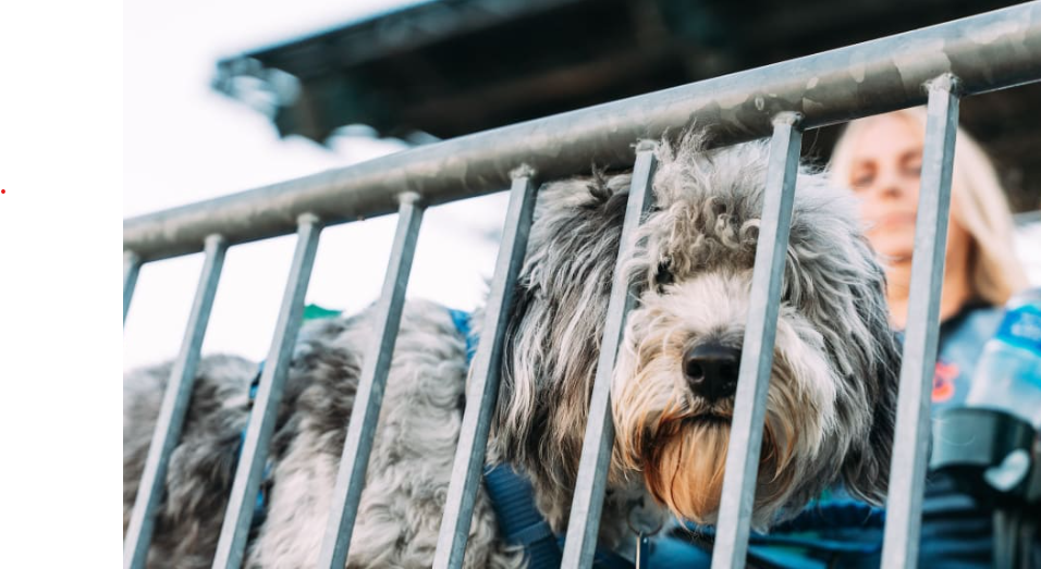Shaggy dog at Detroit Tiger Stadium for Bark at the Park event