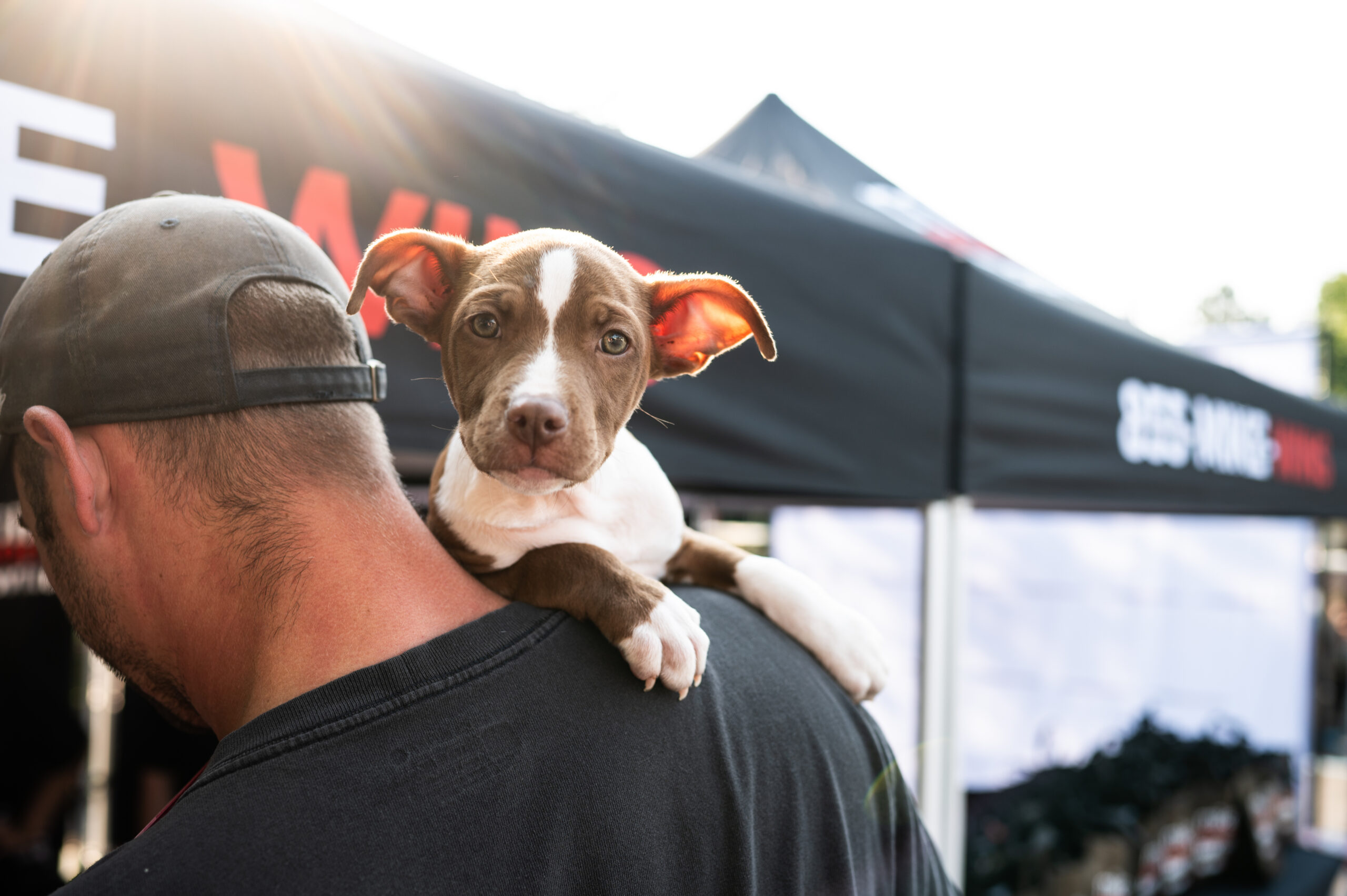 Cute brown and white puppy looking into the camera on a man's shoulders.