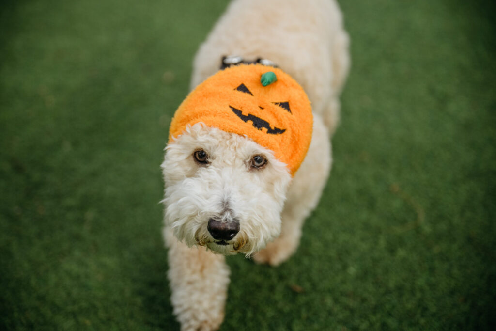 October 24 | Howl-O-Ween Costume Party at Grand Circus Dog Park